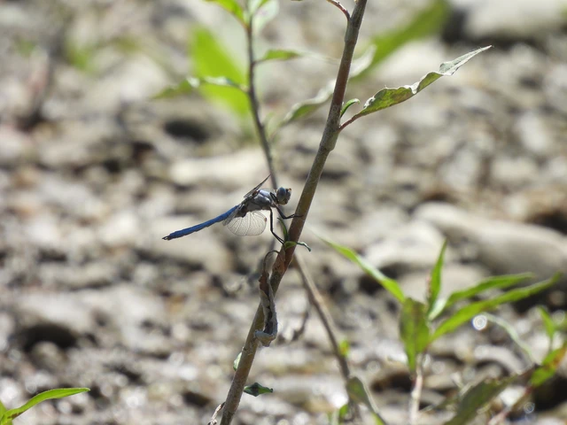 Orthetrum brunneum - pataki pásztorszitakötő