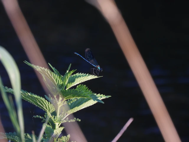 Calopteryx splendens - sávos szitakötő