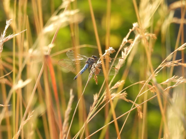 Orthetrum coerulescens - karcsú pásztorszitakötő