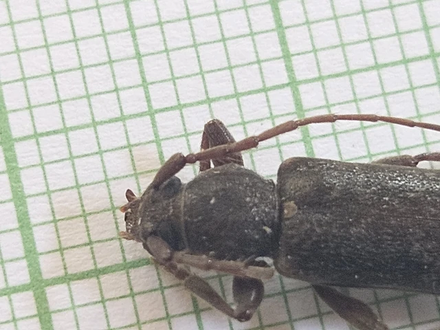 Trichoferus campestris - szállóvendég éjicincér