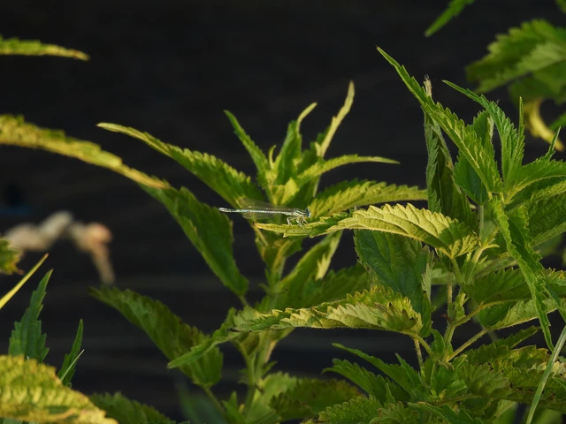 Platycnemis pennipes - széleslábú szitakötő
