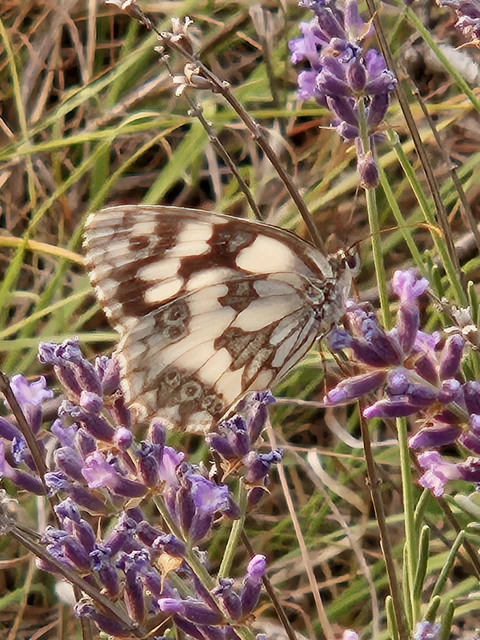 Melanargia galathea - sakktáblalepke