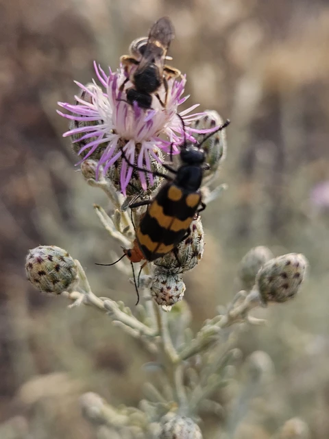 Mylabris variabilis - szalagos hólyaghúzó