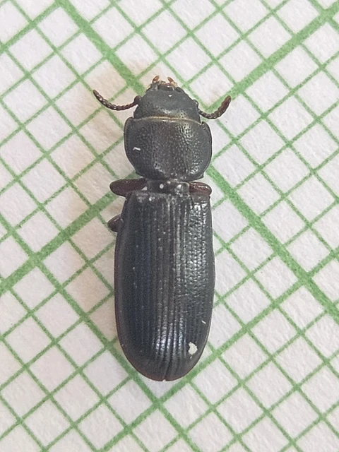 Tenebroides