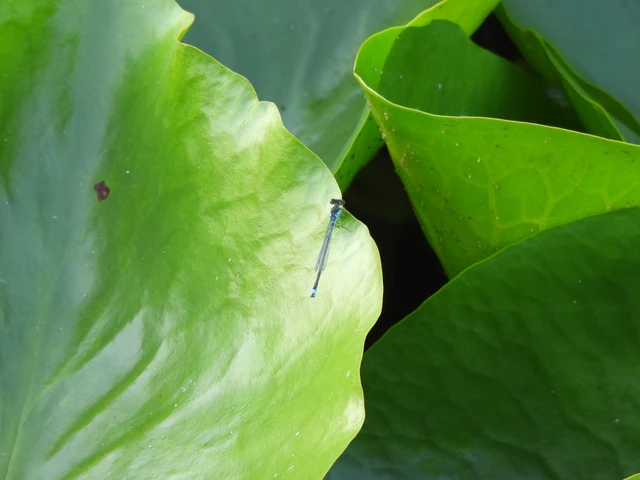 Erythromma viridulum - kis pirosszemű-légivadász