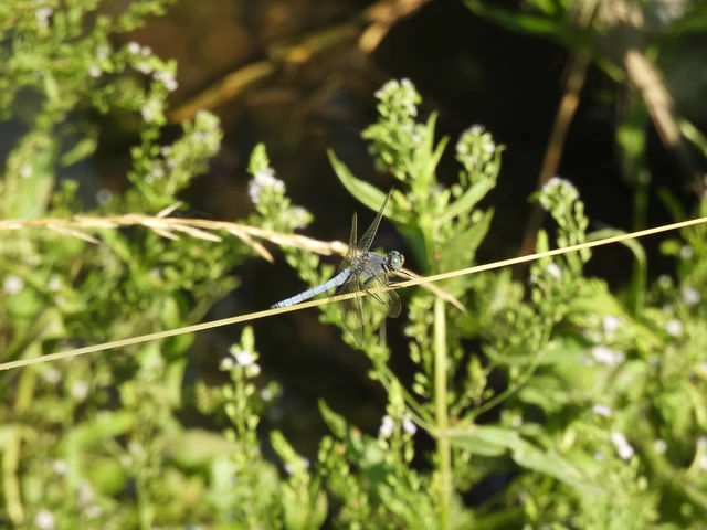 Orthetrum coerulescens - karcsú pásztorszitakötő