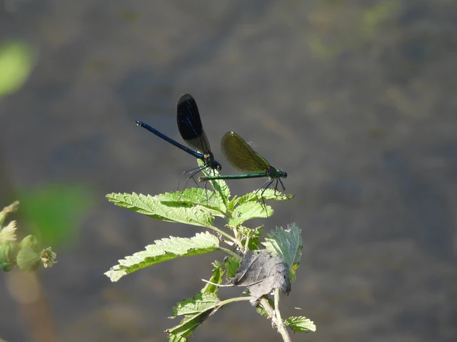 Calopteryx splendens - sávos szitakötő