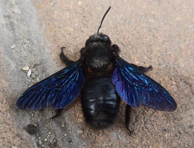 Xylocopa