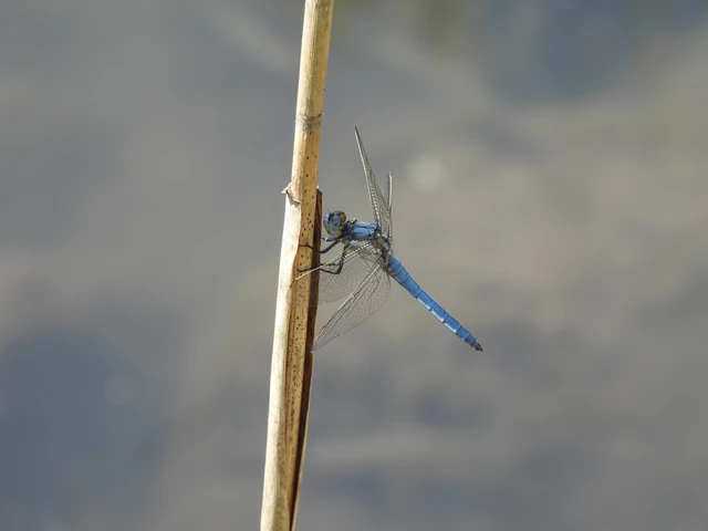 Orthetrum brunneum - pataki pásztorszitakötő