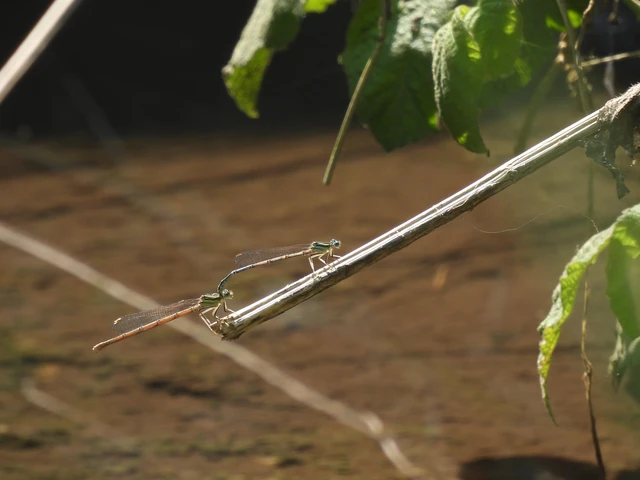 Platycnemis pennipes - széleslábú szitakötő