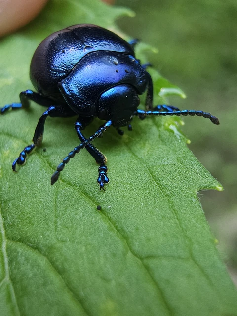 Chrysolina globipennis olivieri - hegyi levélbogár