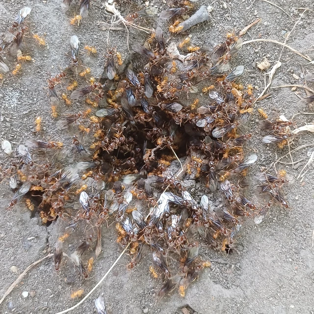 Lasius
