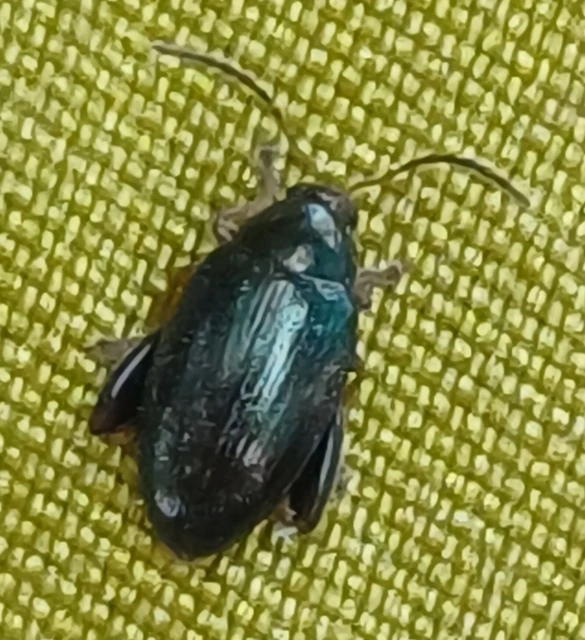 Psylliodes