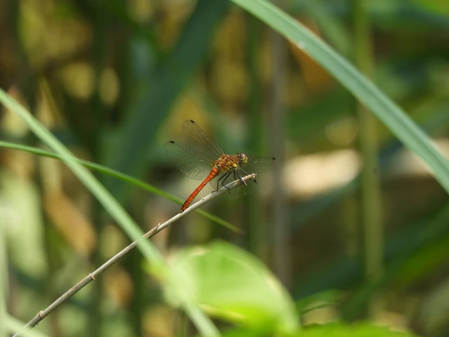 Sympetrum sanguineum - vörös katona-szitakötő