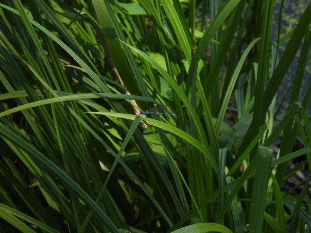 Coenagrion puella - azúrkék légivadász