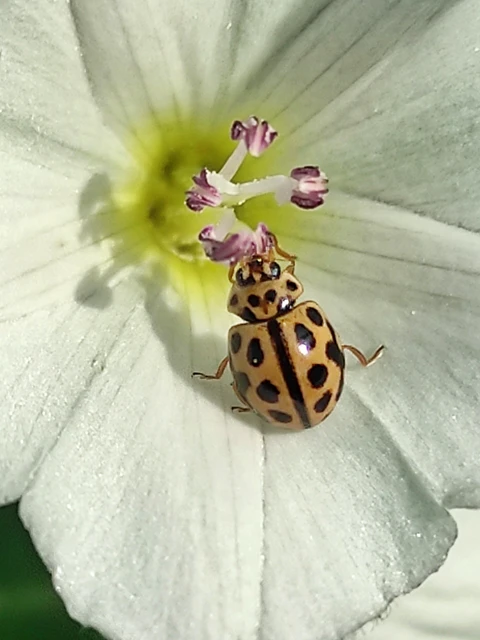 Tytthaspis sedecimpunctata - tizenhatpettyes katica