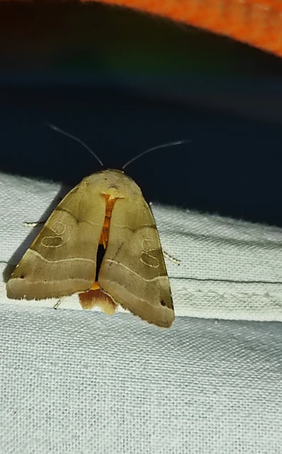 Noctua fimbriata - szélessávú sárgafűbagoly