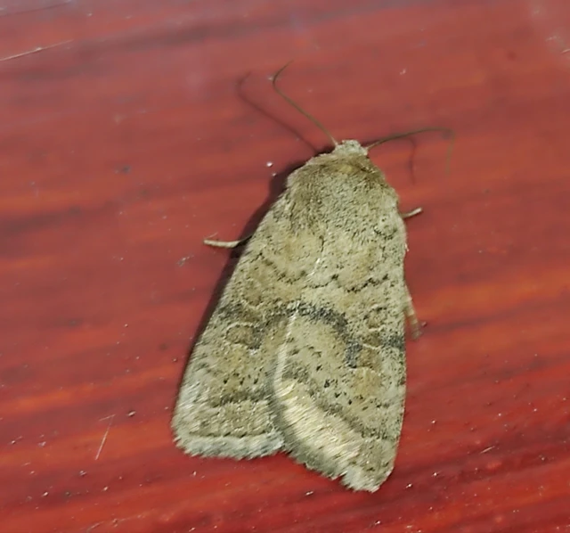 Hoplodrina octogenaria - barna selymesbagoly