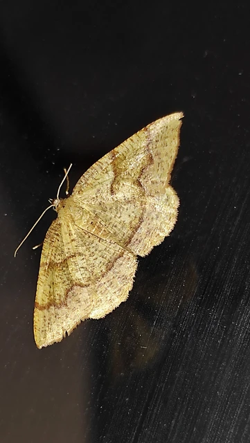 Plagodis pulveraria - szemcsés araszoló