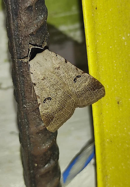 Lygephila craccae - gyakori csüdfűbagoly