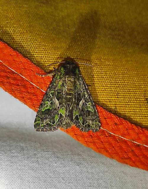 Trachea atriplicis - nyári zöldbagoly