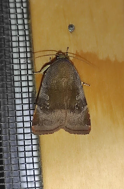 Noctua janthe/janthina