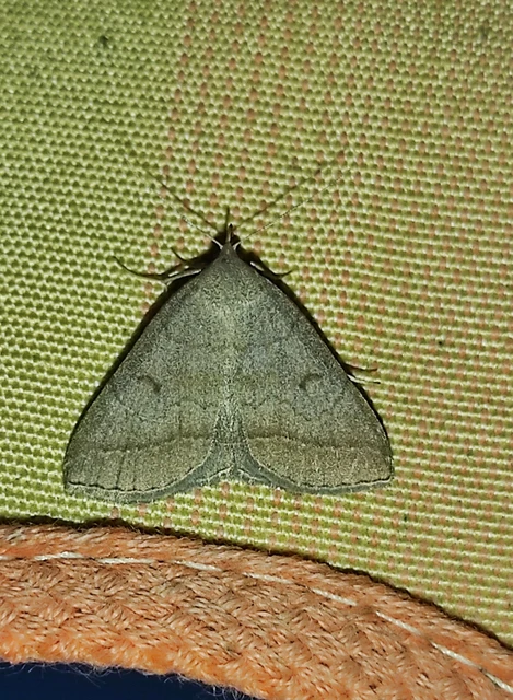 Zanclognatha lunalis - pelyheslábú karcsúbagoly