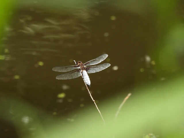 Libellula depressa - széles laposacsa