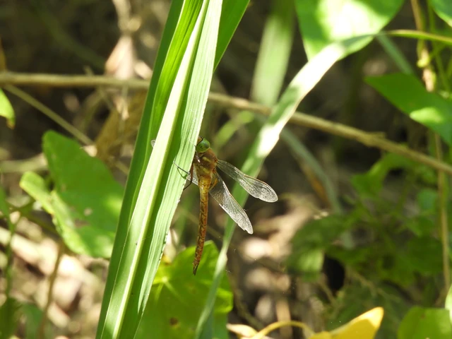 Isoaeschna isoceles - zöldszemű karcsúacsa Isoaeschna isoceles - zöldszemű karcsúacsa