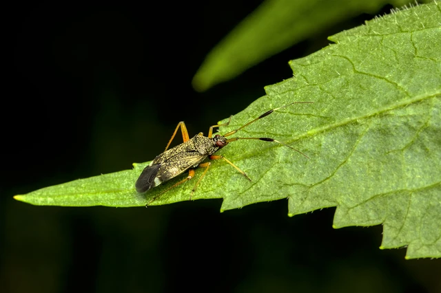 Closterotomus biclavatus - aranyszőrű mezeipoloska