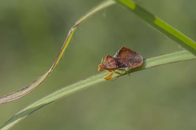 Phymata crassipes - fogólábú poloska