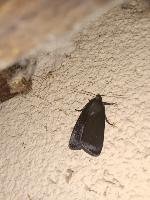 Amphipyra livida - zsírfényű bagoly