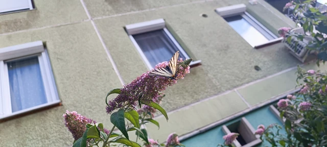 Iphiclides podalirius - kardoslepke