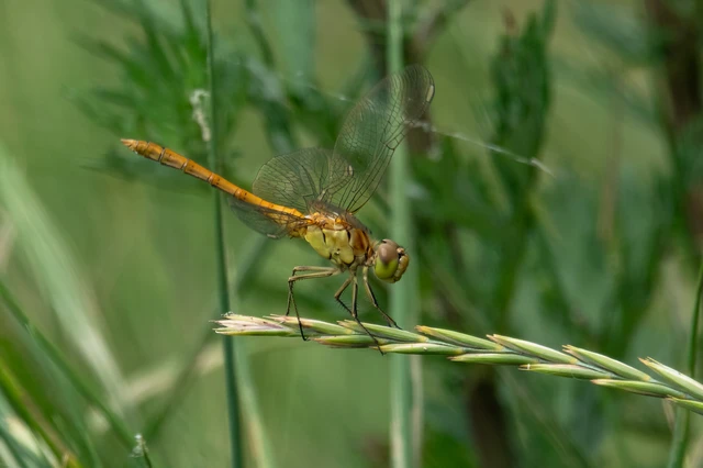 Sympetrum meridionale - fakó katona-szitakötő