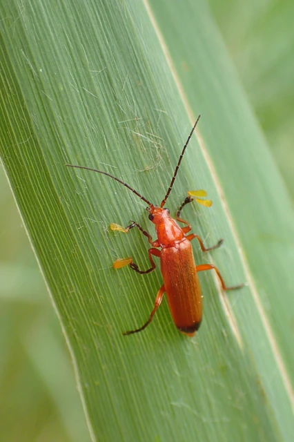 Rhagonycha fulva - feketevégű lágybogár