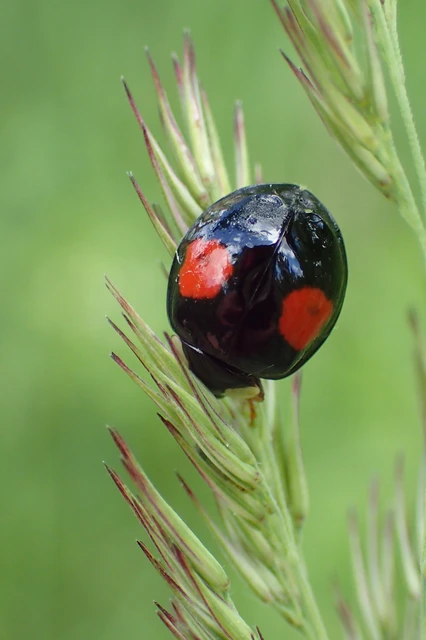 Harmonia axyridis - harlekinkatica