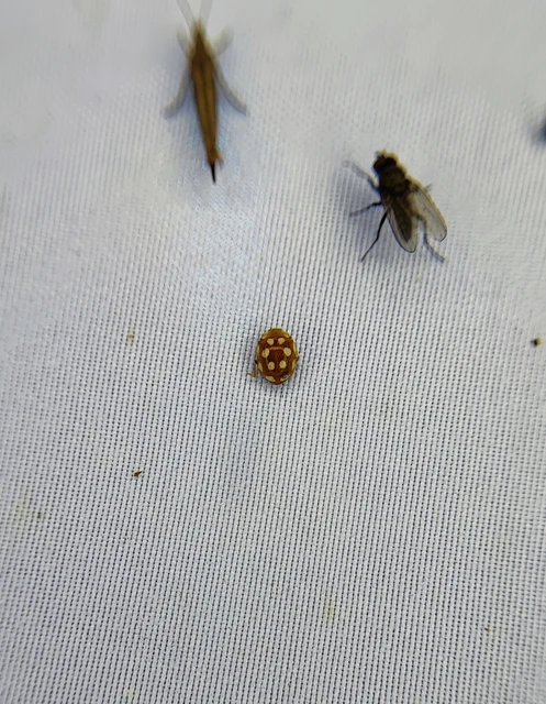 Vibidia duodecimguttata - tizenkétcseppes füsskata