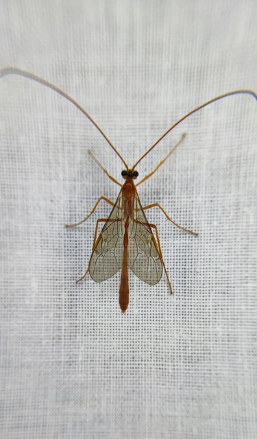 Ichneumonidae - valódi fürkészdarazsak
