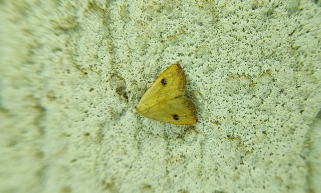 Rivula sericealis - selymes lórombagoly