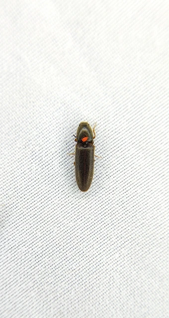 Elateridae - pattanóbogárfélék