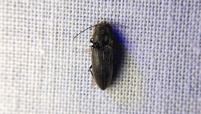 Elateridae - pattanóbogárfélék