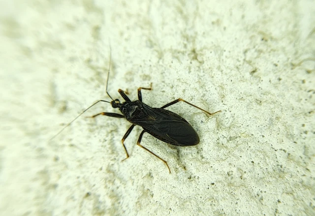 Reduvius personatus - szemetes zugpoloska