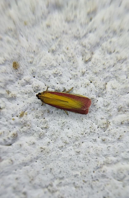 Oncocera semirubella - lucernamoly