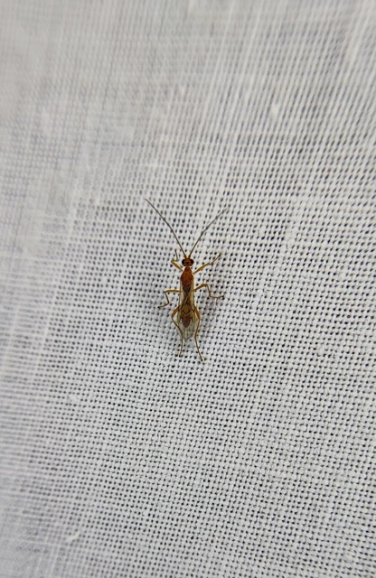 Hymenoptera - Hártyásszárnyúak