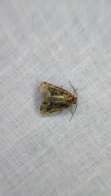 Oligia strigilis - kormos dudvabagoly