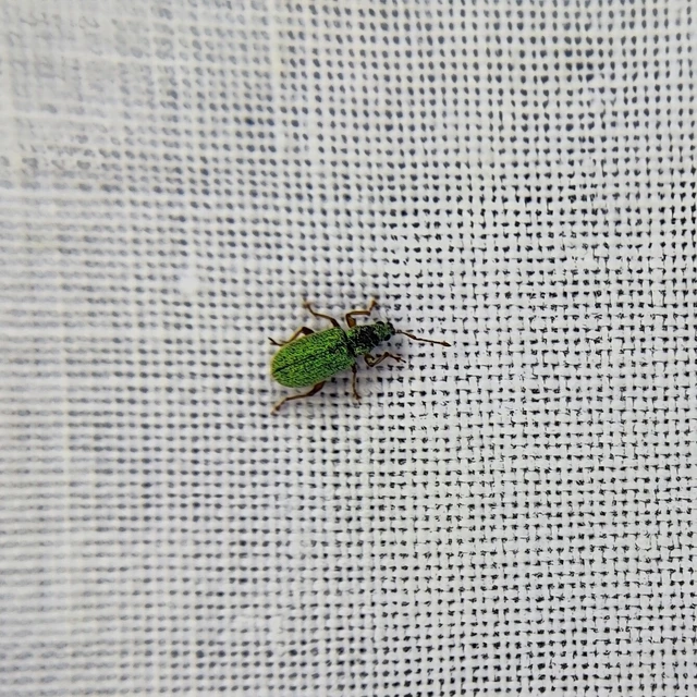 Phyllobius seladonius - kardlábú levélormányos