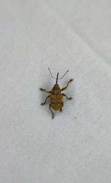 Curculio venosus - tarajos zsuzsóka
