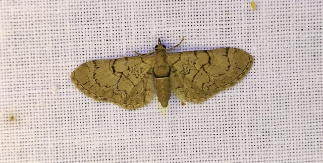Eupithecia silenicolata - habszegfű-törpearaszoló