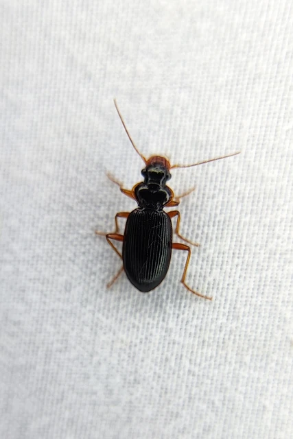 Carabidae - futóbogárfélék