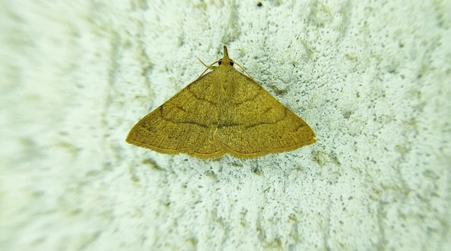 Paracolax tristalis - sárgás karcsúbagoly